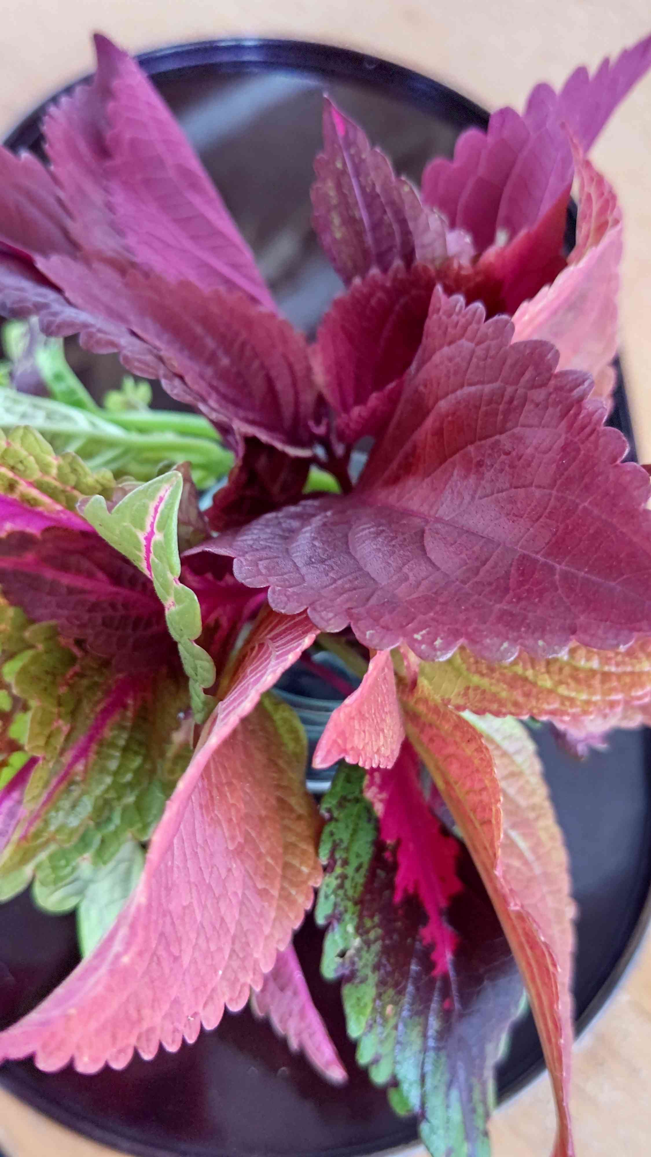 コリウス 　赤い葉　挿し木　3本　カット（枝）観葉植物 No.33 コリウス挿し芽して、簡単ハンギングリース作り。｜🍀GreenSnap