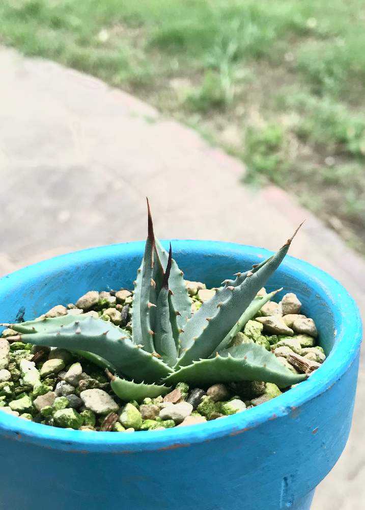 s*u様 アカベ　ユタエンシスエボリスピナ　実生 1株選んで下さい。 アガベ ユタエンシス エボリスピナ 実生 | hanayoshi-botanical