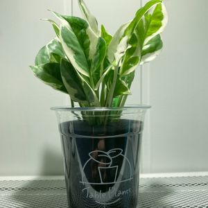 ポトス,Table Plants ポトス（エンジョイ） (テーブルプランツ) ,部屋の画像