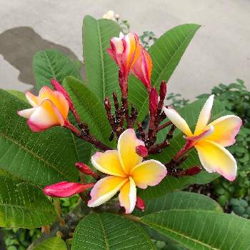 南国の花の投稿画像一覧 Greensnap グリーンスナップ