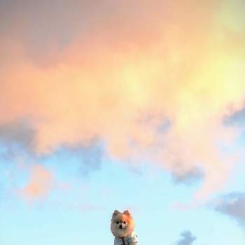 朝焼け の投稿画像一覧 Greensnap グリーンスナップ