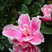 アザレアの育て方 植え付けや植え替えの時期 剪定方法は Greensnap グリーンスナップ