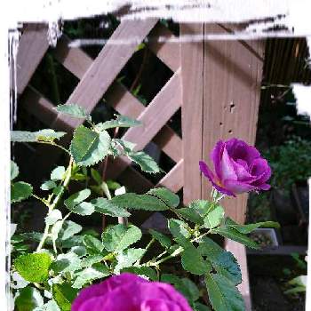 ブルーフォーユーの投稿画像一覧 Greensnap グリーンスナップ