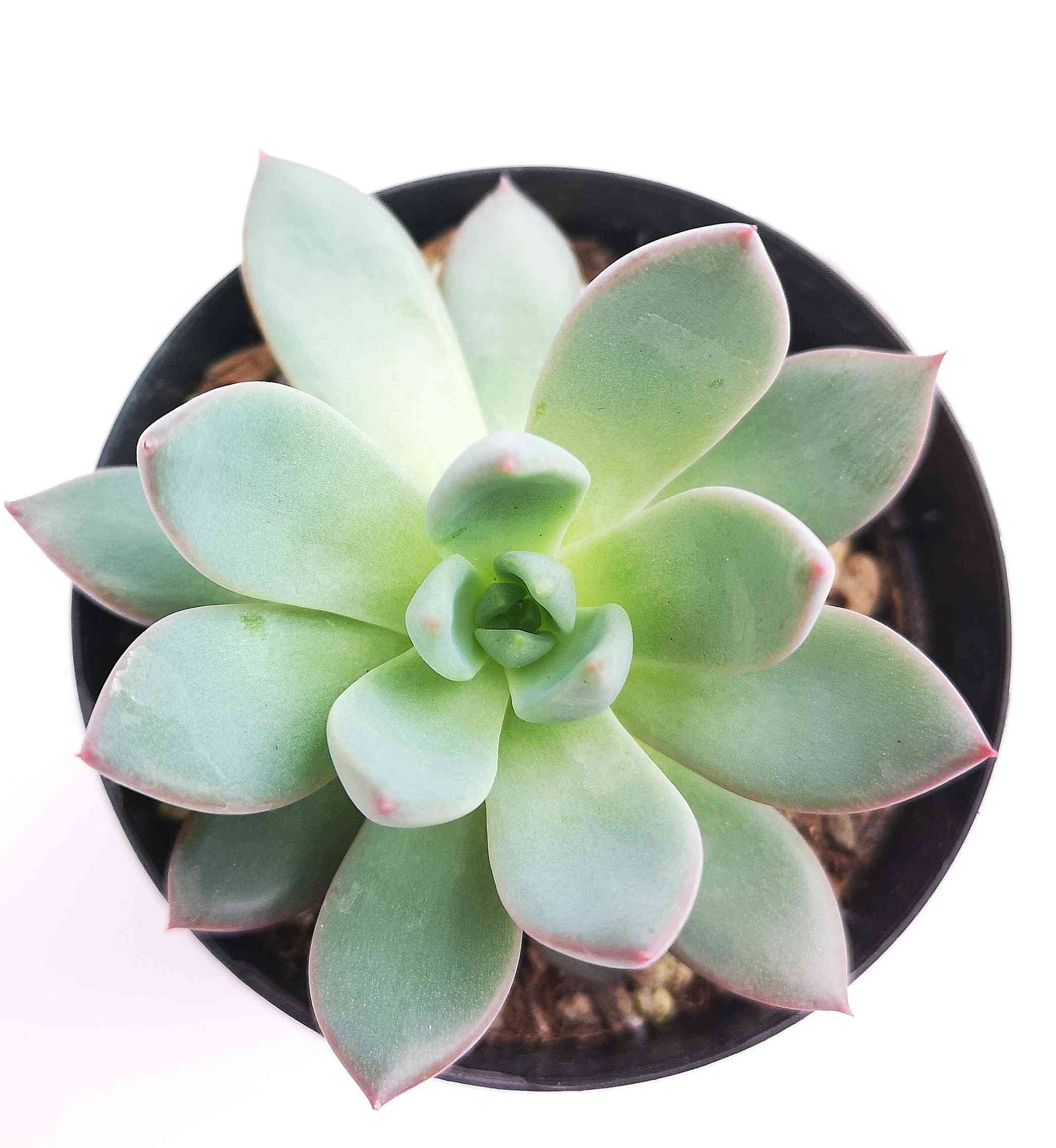 女美月☆の一覧｜🍀GreenSnap（グリーンスナップ）