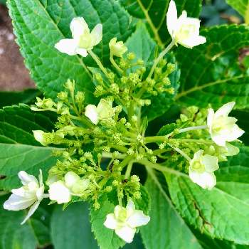 紫陽花 墨田の花火の投稿画像一覧 Greensnap グリーンスナップ