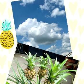 観賞用パイナップルの一覧 Greensnap グリーンスナップ