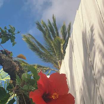 ハワイアン スタイルの画像 by ohanamakihawaiiさん | 小さな庭とハイビスカス♡とハワイアン スタイルとトロピカルとハワイの植物と ハイビスカスとハイビスカスの花とハワイと花のある暮らしと花が好きと今日のハイビスカスと夏色のお花達