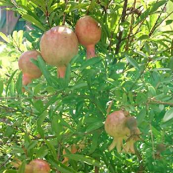 ザクロの木の投稿画像一覧 Greensnap グリーンスナップ