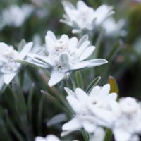 エーデルワイス,平和への祈り♡,お花と共に,植物に感謝,西洋薄雪草の画像