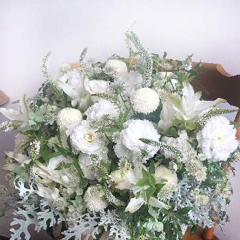 かっこいい花の一覧 Greensnap グリーンスナップ