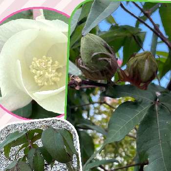 綿の木 の投稿画像一覧 Greensnap グリーンスナップ