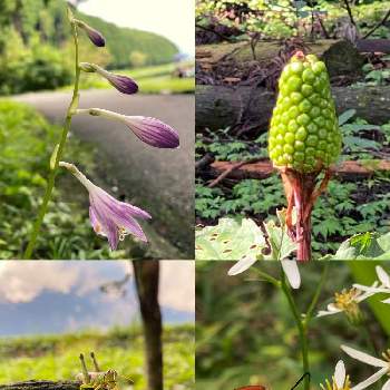 マムシグサ の投稿画像一覧 Greensnap グリーンスナップ