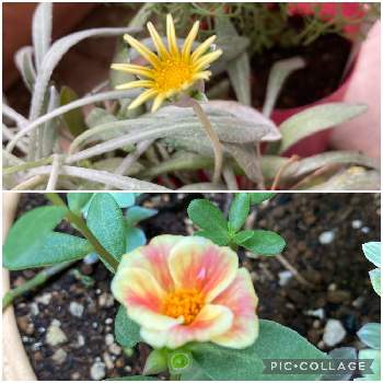 ガザニアビースト シルバーフォックスの投稿画像一覧 Greensnap グリーンスナップ