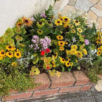 神奈川,寄せ植え,花壇,横浜,小さな花壇の画像