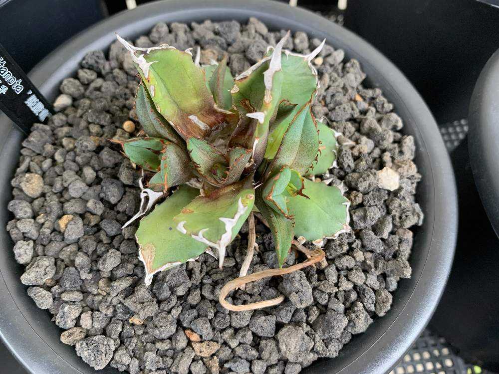 姫厳竜胴切り｜🍀GreenSnap（グリーンスナップ）