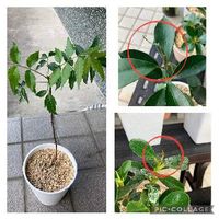 ニームの育て方 植え替え時期や挿し木の方法は Greensnap グリーンスナップ ニームの育て方 植え替え時期や挿し木の方法は Greensnap グリーンスナップ