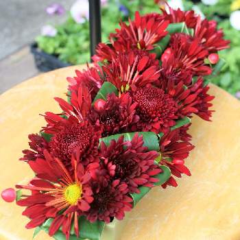 スプレー咲きの投稿画像一覧 Greensnap グリーンスナップ