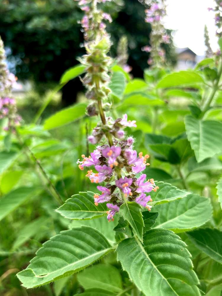 広い庭の投稿画像 By Sinrinyokuさん ハーブ大好きとホーリーバジル と癒しとハーブのある暮らしと家庭菜園初心者と野菜作りとハーブ大好きと ホーリーバジル と癒しとハーブのある暮らしと家庭菜園初心者と野菜作り 22月8月26日 Greensnap グリーンスナップ 広い庭の投稿画像 By Sinrinyokuさん ハーブ大好きとホーリーバジル と癒しとハーブのある暮らしと家庭菜園初心者と野菜作りとハーブ大好きと ホーリーバジル と癒しとハーブのある暮らしと家庭菜園初心者と野菜作り 22月8月26日 Greensnap グリーンスナップ