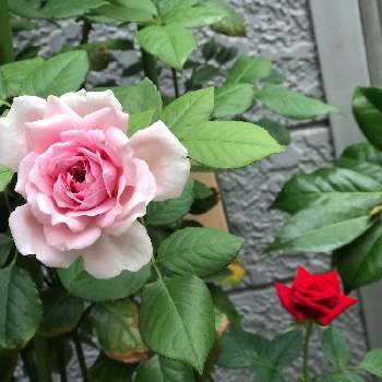 薔薇のある庭の投稿画像一覧 Greensnap グリーンスナップ