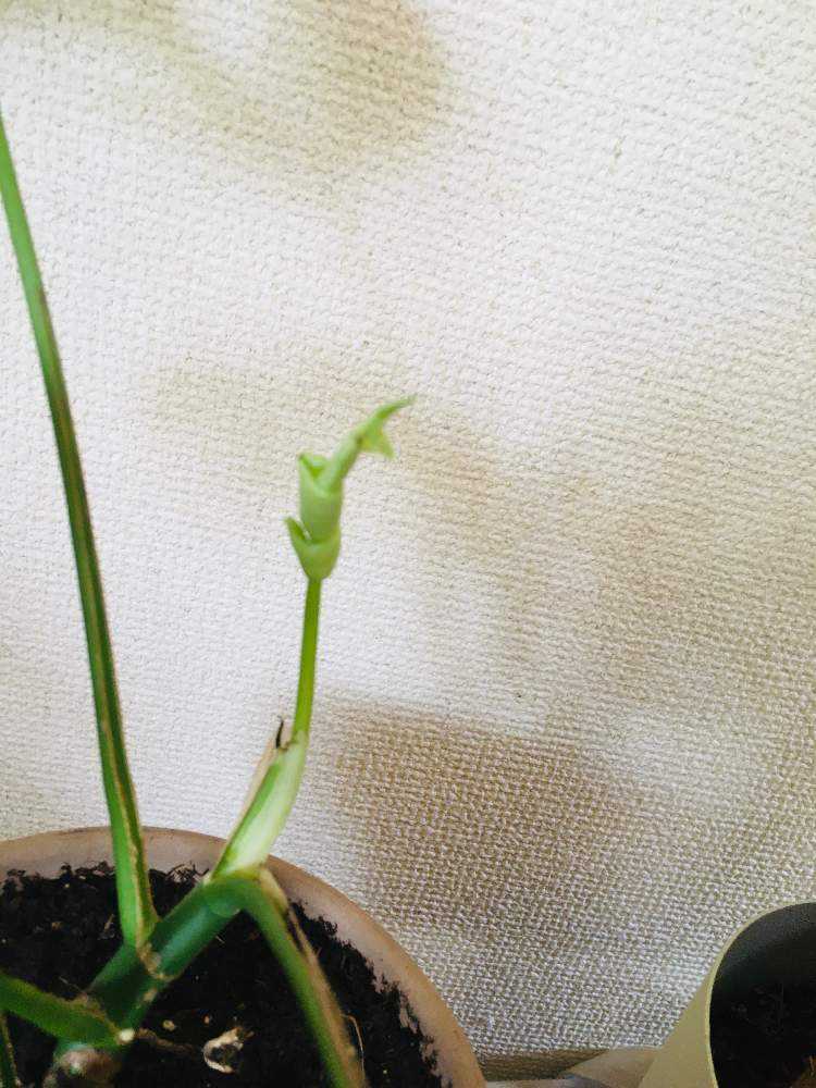 ヒメモンステラの新芽の出方｜🍀GreenSnap（グリーンスナップ）