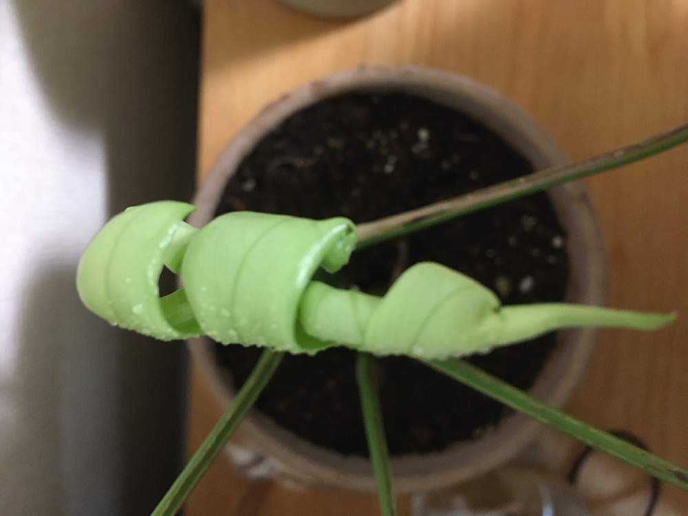 ヒメモンステラの新芽の出方｜🍀GreenSnap（グリーンスナップ）