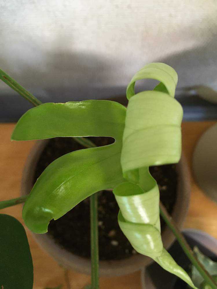 ヒメモンステラの新芽の出方｜🍀GreenSnap（グリーンスナップ）