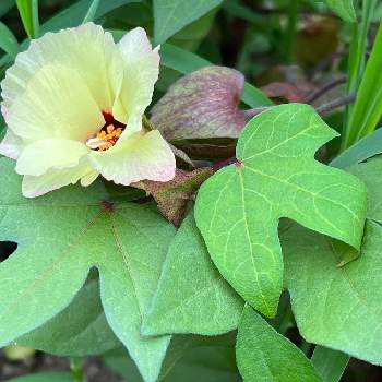 アオイ科ワタ属の投稿画像一覧 Greensnap グリーンスナップ