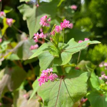 そばの花の投稿画像一覧 Greensnap グリーンスナップ