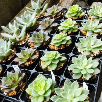 ダイソーの多肉植物の投稿画像一覧 Greensnap グリーンスナップ