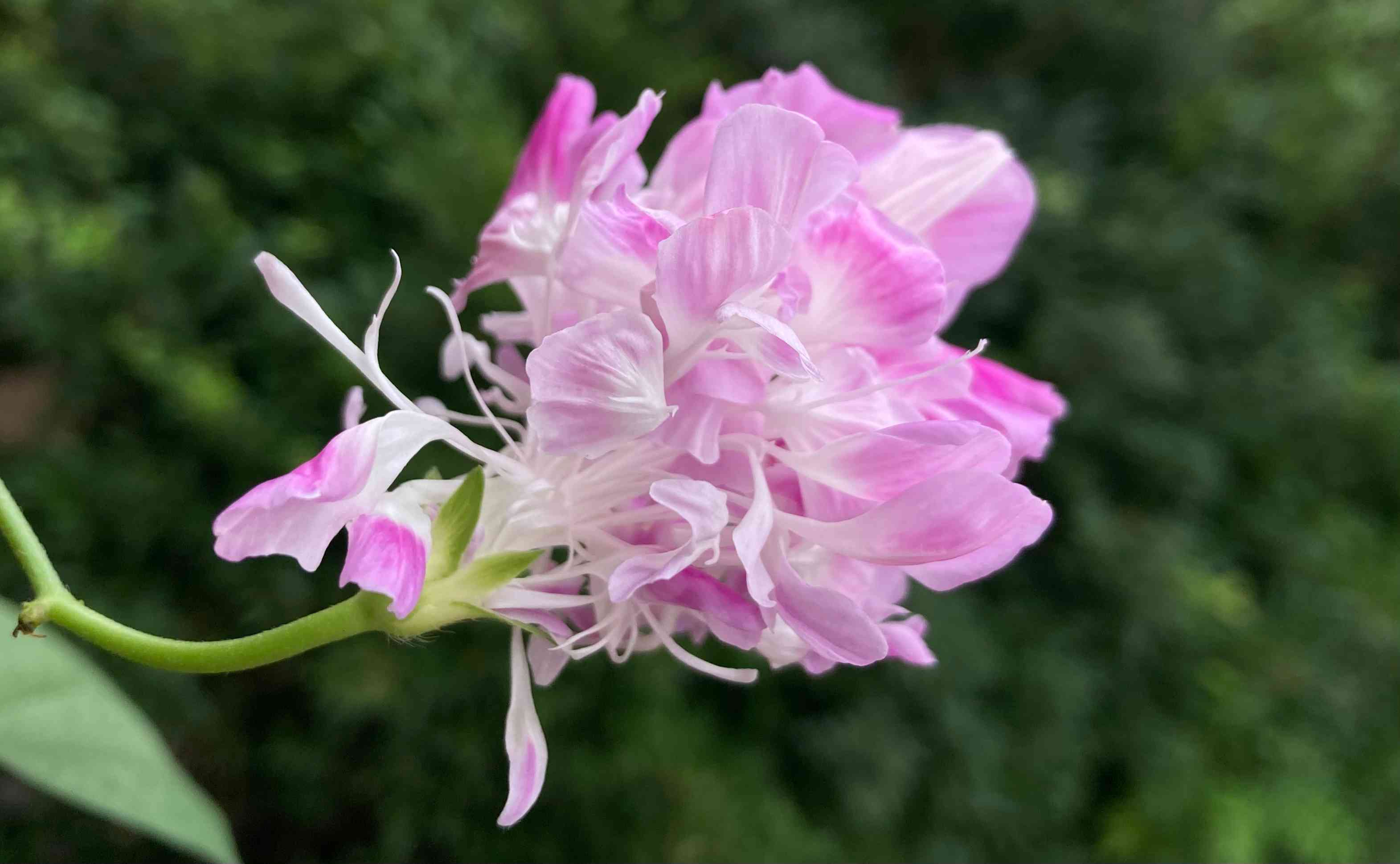 八重咲き朝顔スプリットペタルとGS夏休み中の発芽や開花|🍀GreenSnap 八重咲き朝顔スプリットペタルとGS夏休み中の発芽や開花|🍀GreenSnap