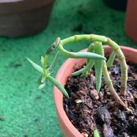 テトラゴナの育て方 日当たりや水やり加減 植え替え方法は Greensnap グリーンスナップ
