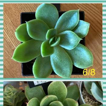 キャンドゥの投稿画像一覧 Greensnap グリーンスナップ