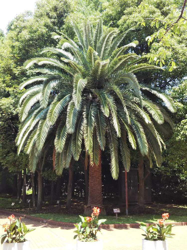 ヤシの流通名集(2023/7更新)｜🍀GreenSnap（グリーンスナップ）