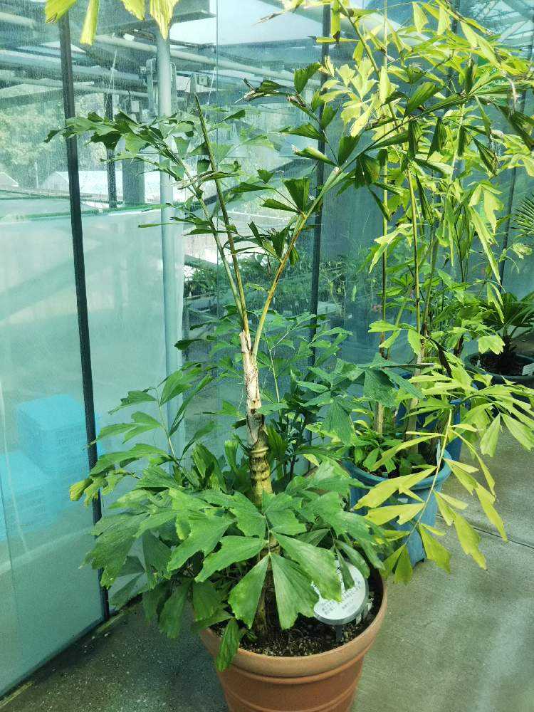 ブロメリアと斑入りヤシ ブロメリアと斑入りヤシ ブロメリアと斑入り