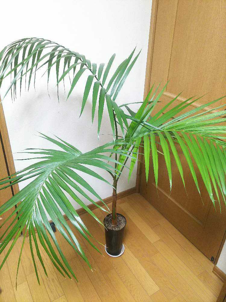 ブロメリアと斑入りヤシ ブロメリアと斑入りヤシ ブロメリアと斑入り