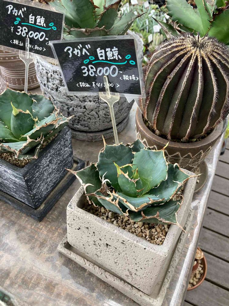 アガベ白鯨?に魅せられて❀(*´▽`*)❀｜?GreenSnap（グリーンスナップ）