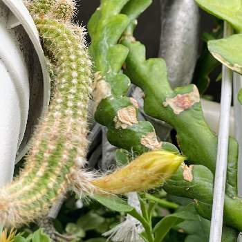 黄花白檀の投稿画像一覧 Greensnap グリーンスナップ