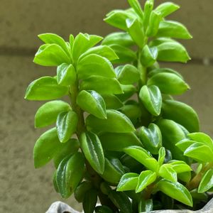 観葉植物,100均観葉植物,葉っぱ好き,お花好き,ニパドラ☆の画像