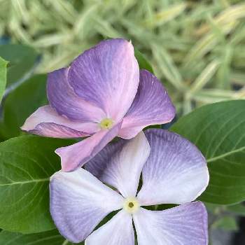 薄紫の投稿画像一覧 Greensnap グリーンスナップ