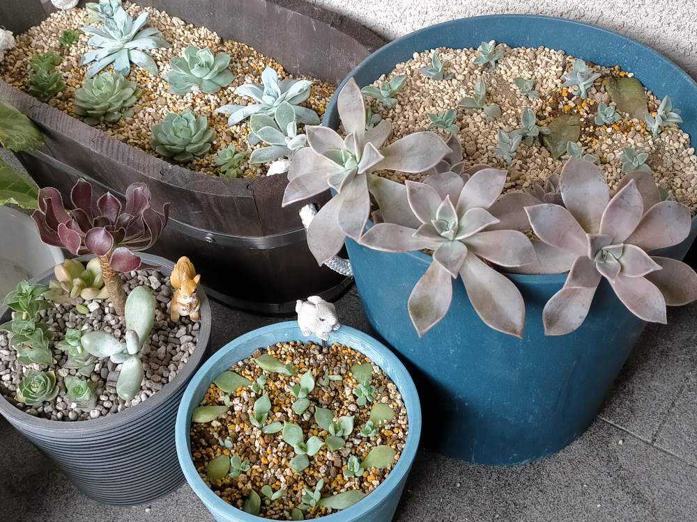 No.298 リメイク鉢リメ鉢リメ缶植木鉢多肉植物