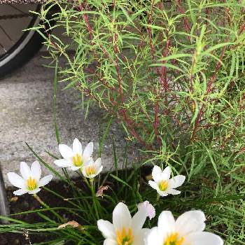 玉すだれ ゼフィランサス の投稿画像一覧 Greensnap グリーンスナップ