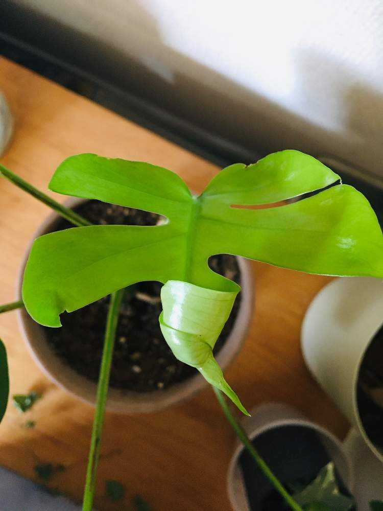 ヒメモンステラの新芽の出方｜🍀GreenSnap（グリーンスナップ）