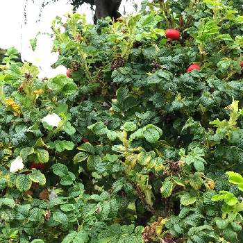 ハマナスの実 の投稿画像一覧 Greensnap グリーンスナップ ハマナスの実 の投稿画像一覧 Greensnap グリーンスナップ