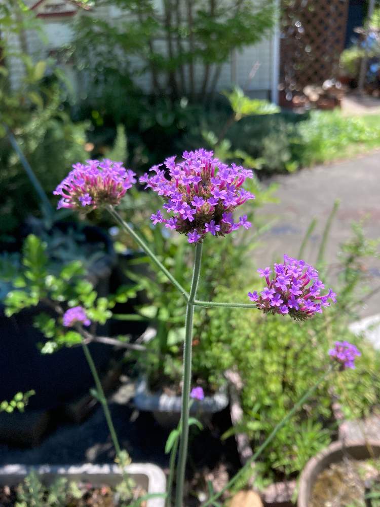 サンジャクバーベナの投稿画像 By むーたんさん 野生とプランターと山野草と花壇と庭先と鉢植えとガーデニングとど根性とバーベナとヤナギハナガサとバーベナ ボナリエンシスとお出かけ先と野生とプランターと山野草と花壇と庭先と鉢植えとガーデニングとど根性 22月8