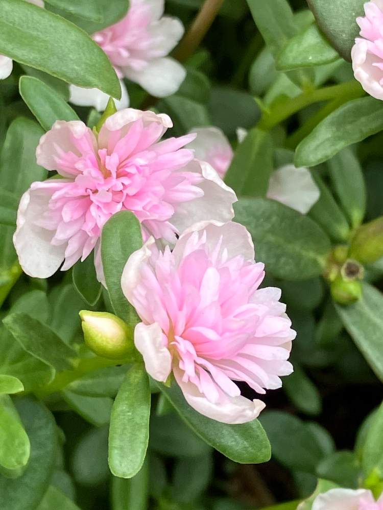 ポーチュラカの投稿画像 By Macoさん お出かけ先とかわいいと花壇とピンクの花と優しい色とかわいいと花壇とピンクの花と優しい色 22月8月27日 Greensnap グリーンスナップ Greensnap グリーンスナップ