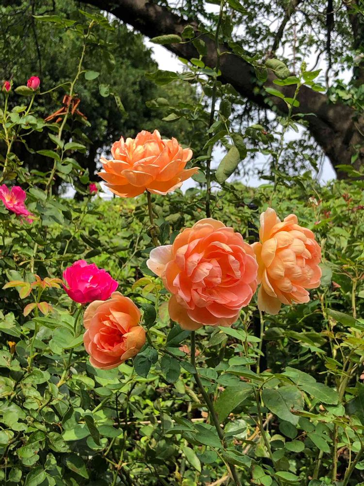 ピリチャンさんの港の見える丘公園への投稿