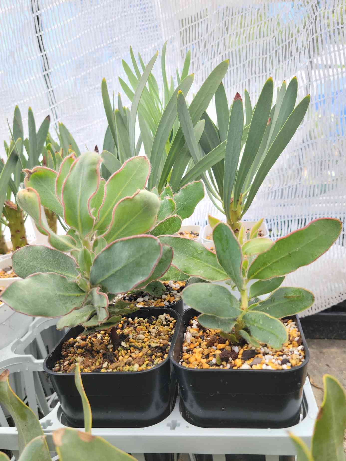 プロテア マグニフィカの一覧｜🍀GreenSnap（グリーンスナップ）