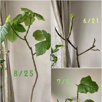 大好き ウンベラータの投稿画像一覧 Greensnap グリーンスナップ