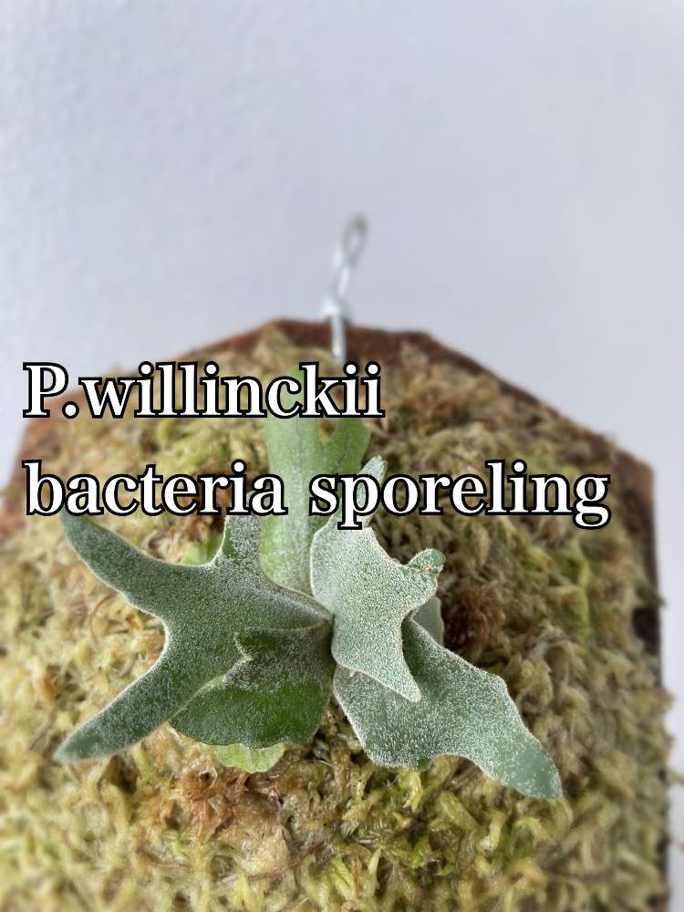 P.willinckii 'Bacteria' sporeling  ビカクシダ