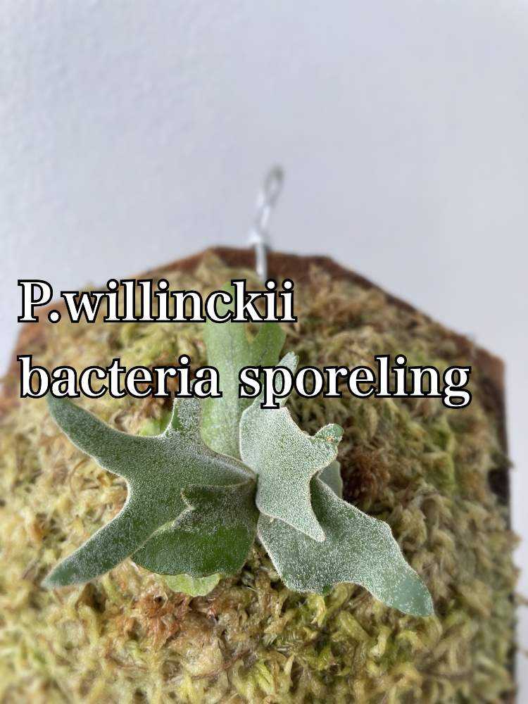 P.willinckii 'Bacteria' sporeling ビカクシダ - 植物/観葉植物